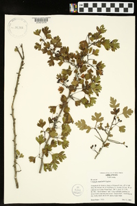 Crataegus marshallii image