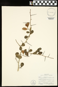 Crataegus uniflora image