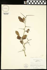 Crataegus uniflora image
