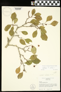 Crataegus viridis image