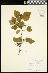 Crataegus flabellata image