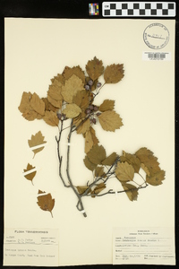 Crataegus inanis image