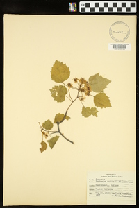 Crataegus mollis image