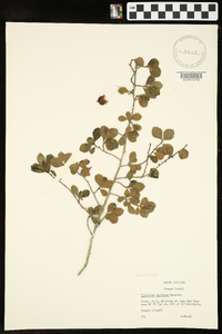 Crataegus uniflora image