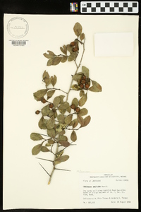 Crataegus uniflora image