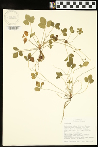 Potentilla indica image