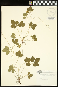 Potentilla indica image