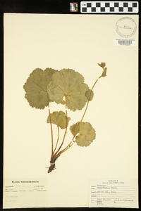 Geum peckii image