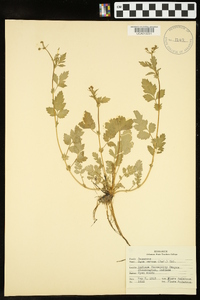 Geum vernum image