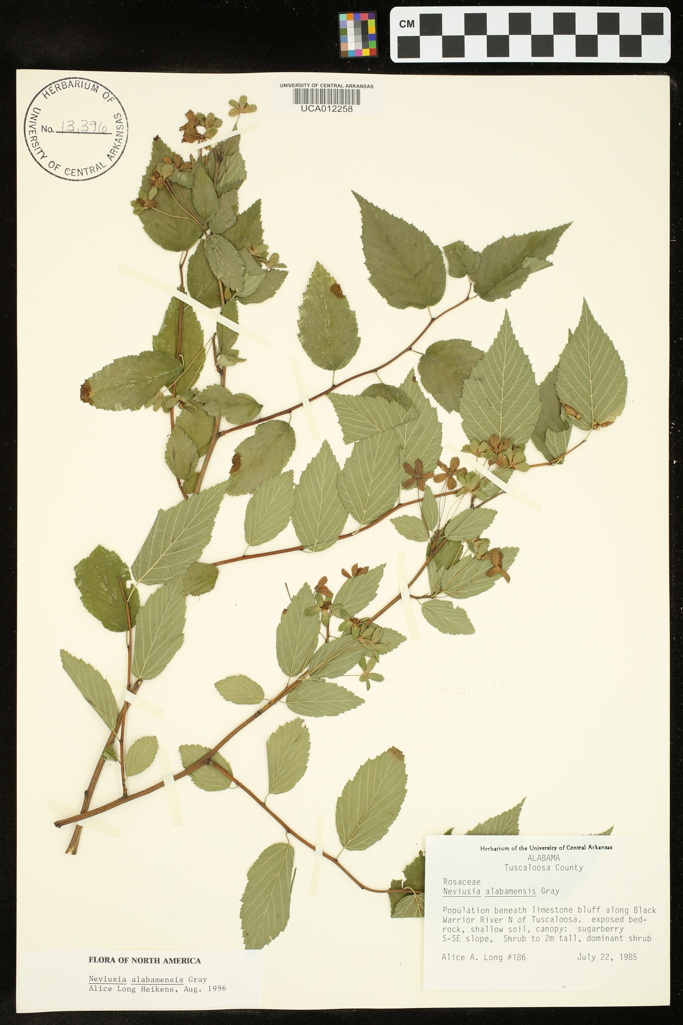 Neviusia alabamensis image