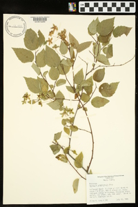 Neviusia alabamensis image
