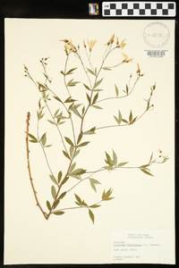 Gillenia trifoliata image