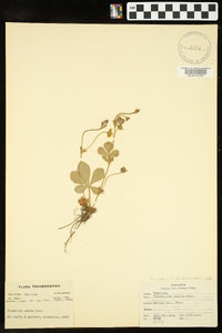 Potentilla canadensis image