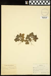 Potentilla canadensis image