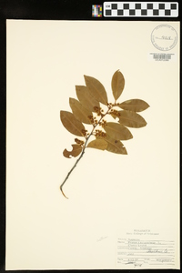 Prunus laurocerasus image