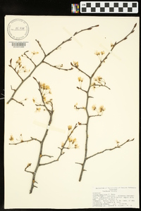 Prunus mexicana image