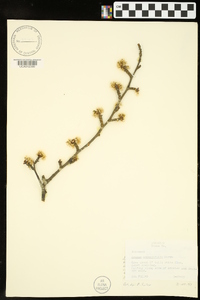 Prunus angustifolia image