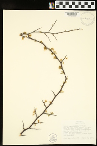 Prunus angustifolia image