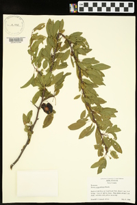 Prunus angustifolia image