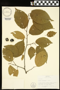 Prunus mexicana image