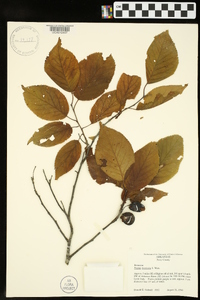 Prunus mexicana image