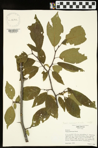 Prunus mexicana image