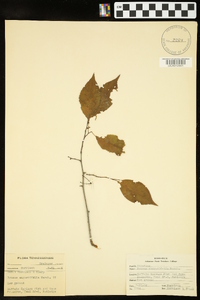 Prunus angustifolia image