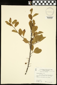 Prunus maritima image