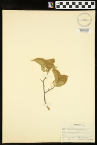 Prunus nigra image