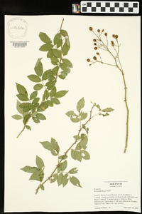 Rosa multiflora image