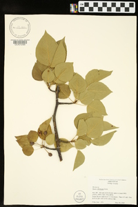 Pyrus calleryana image