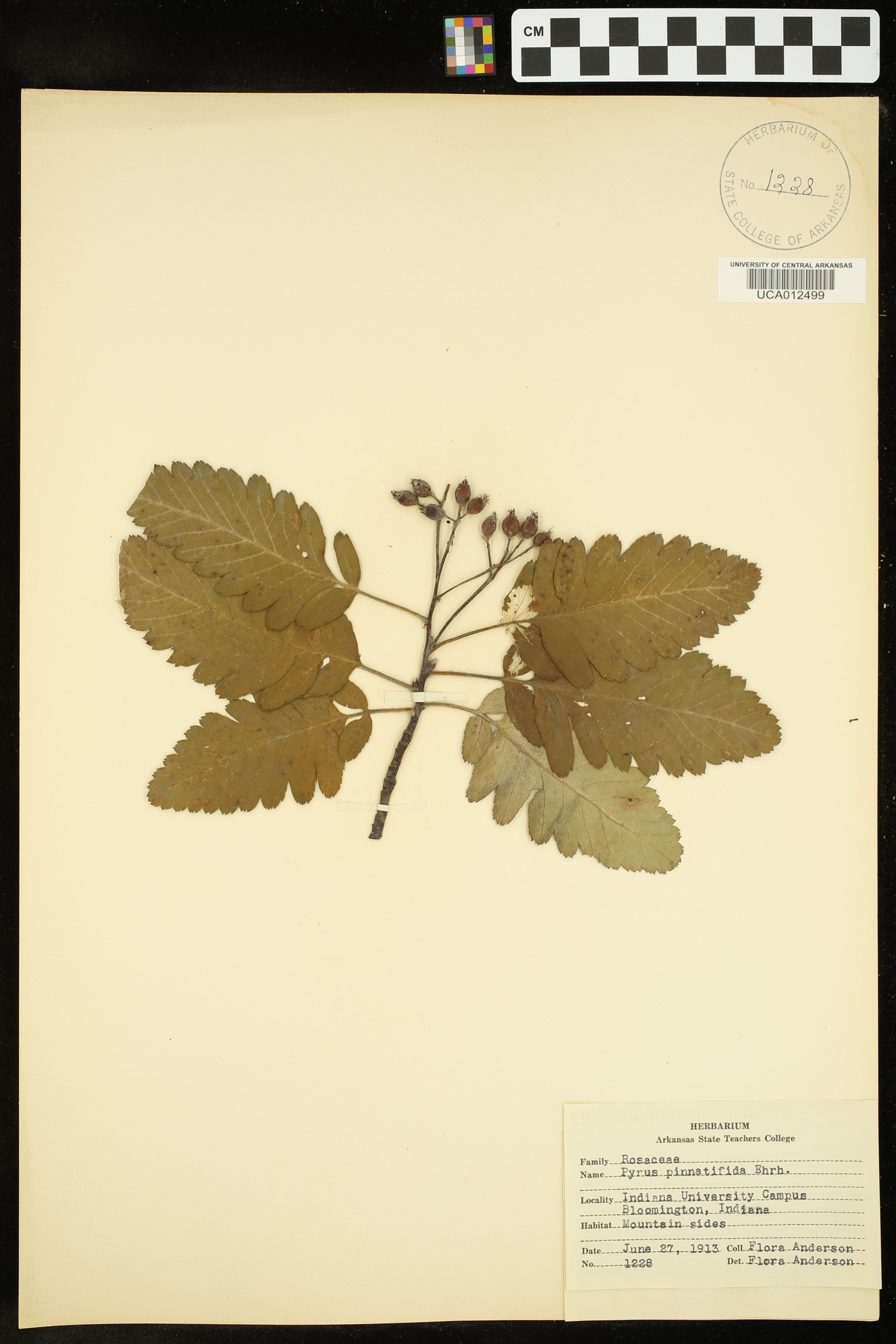 Pyrus pinnatifida image