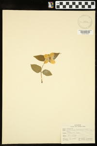 Rhodotypos scandens image