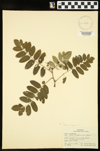 Sorbus aucuparia image