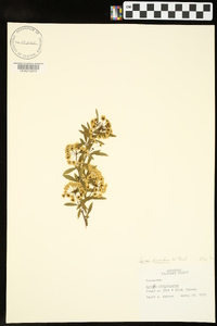 Image of Spiraea decumbens