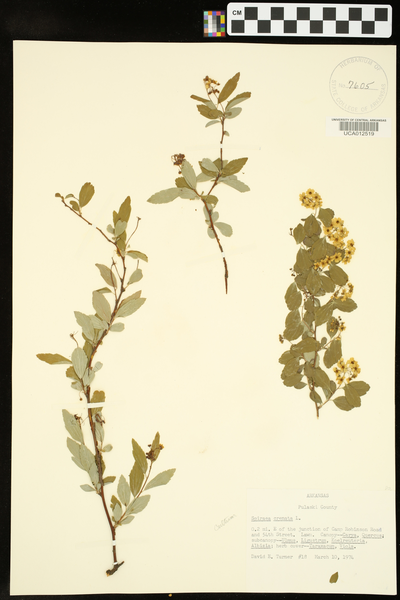 Spiraea crenata image