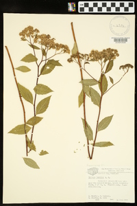 Spiraea japonica image