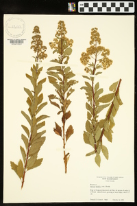 Spiraea latifolia image