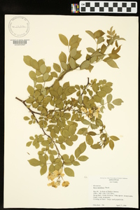 Rosa multiflora image
