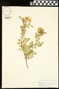 Rosa multiflora image