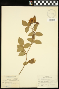 Rosa setigera image