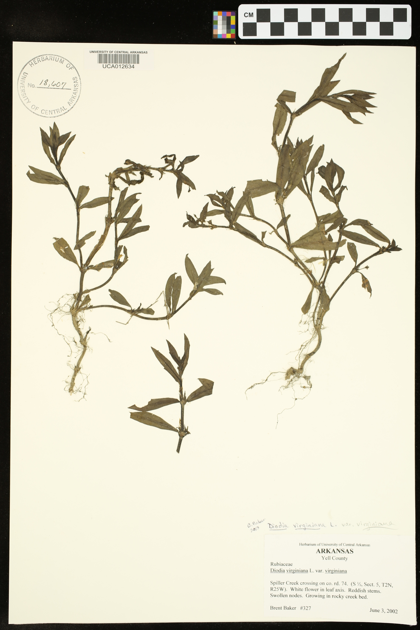 Diodia virginiana var. virginiana image