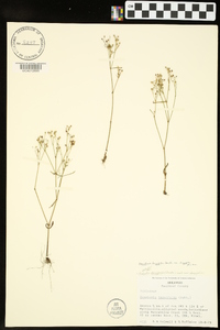 Houstonia longifolia image