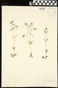 Houstonia longifolia image