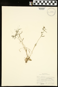 Houstonia longifolia image