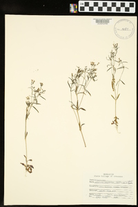 Houstonia longifolia image