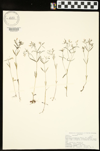 Houstonia longifolia image