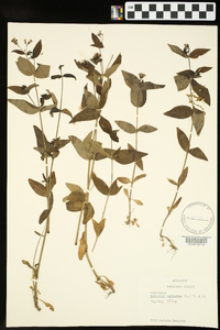 Houstonia purpurea image