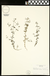 Galium obtusum subsp. obtusum image