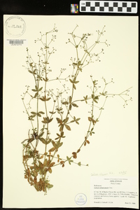 Galium pilosum image